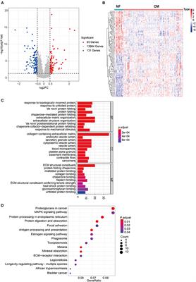 Identification of CALU and PALLD as Potential Biomarkers Associated With Immune Infiltration in Heart Failure